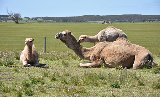 Camel farm